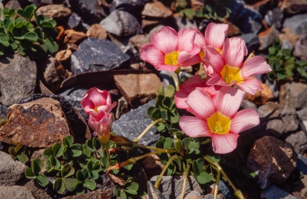 Oxalis 2