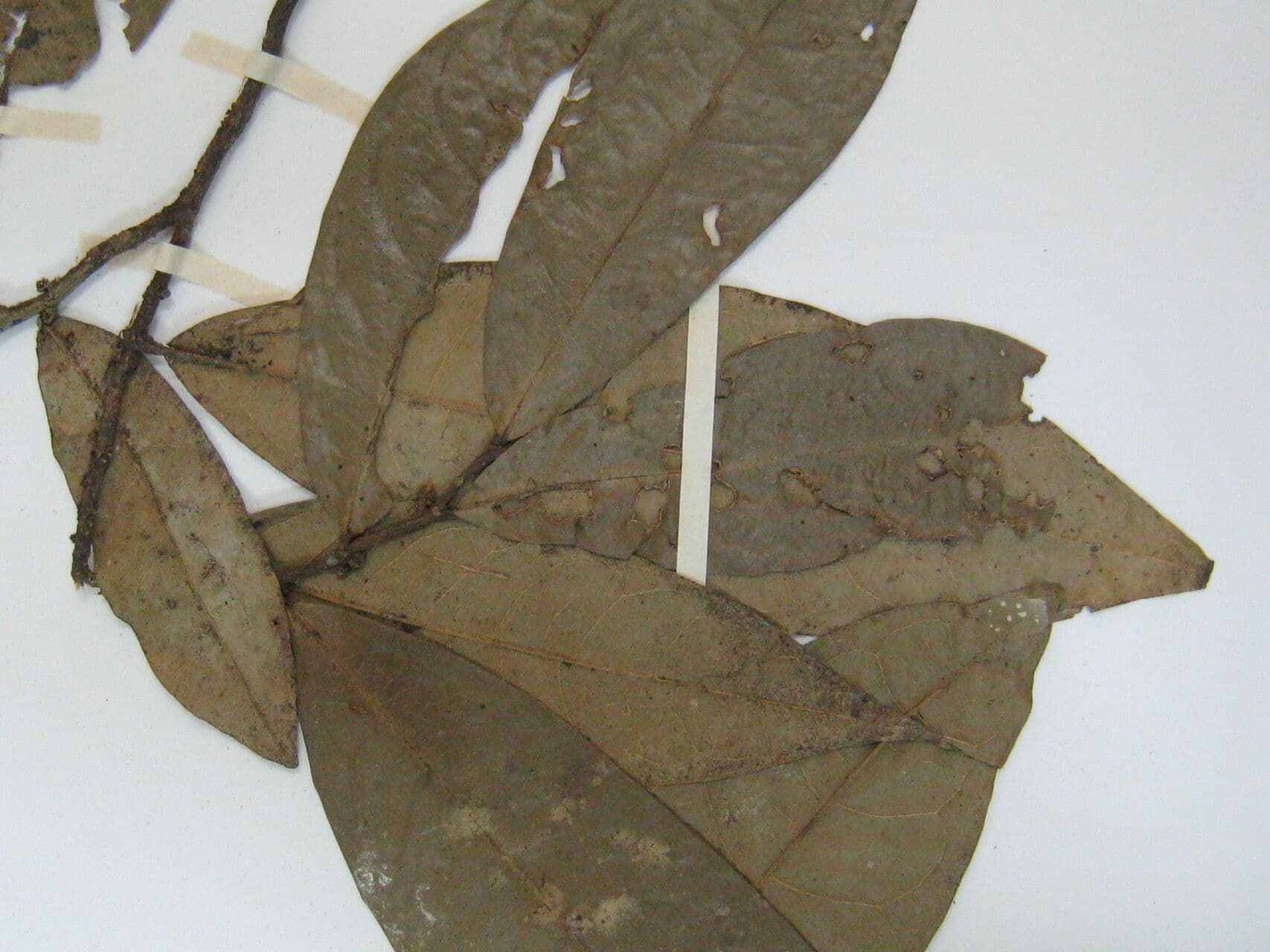 Duguetia 8