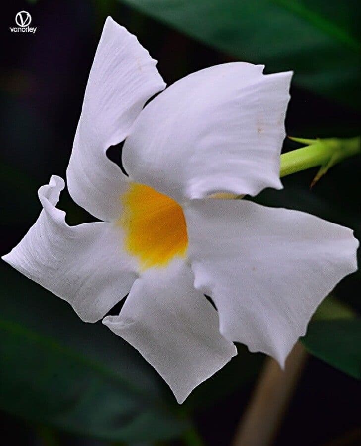 Mandevilla 2