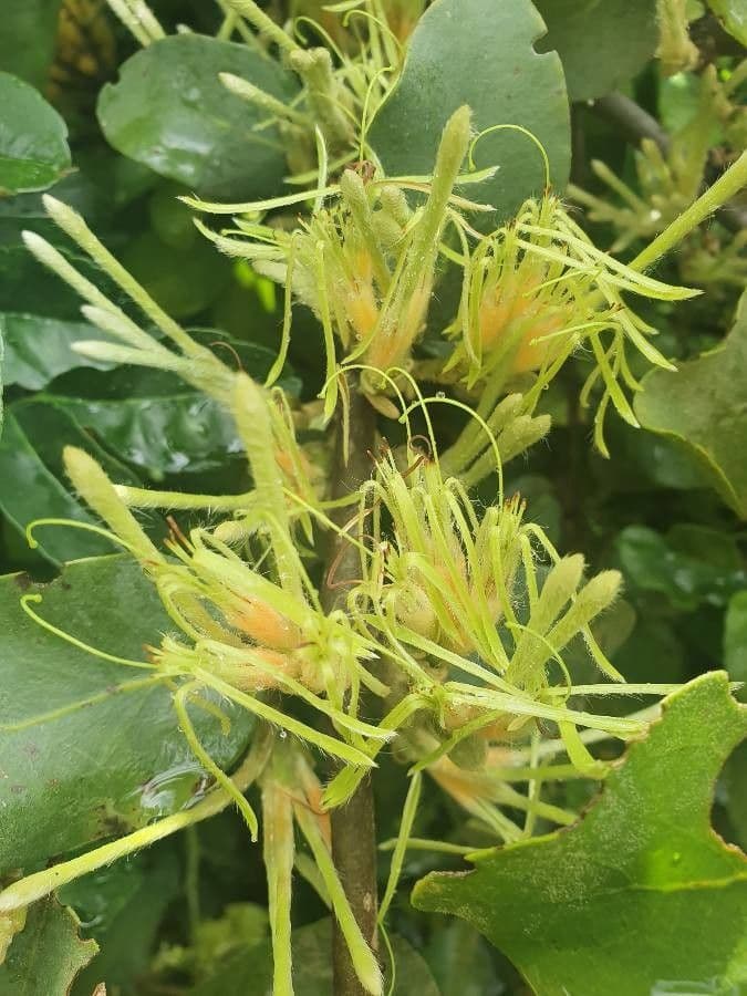 Erianthemum 6