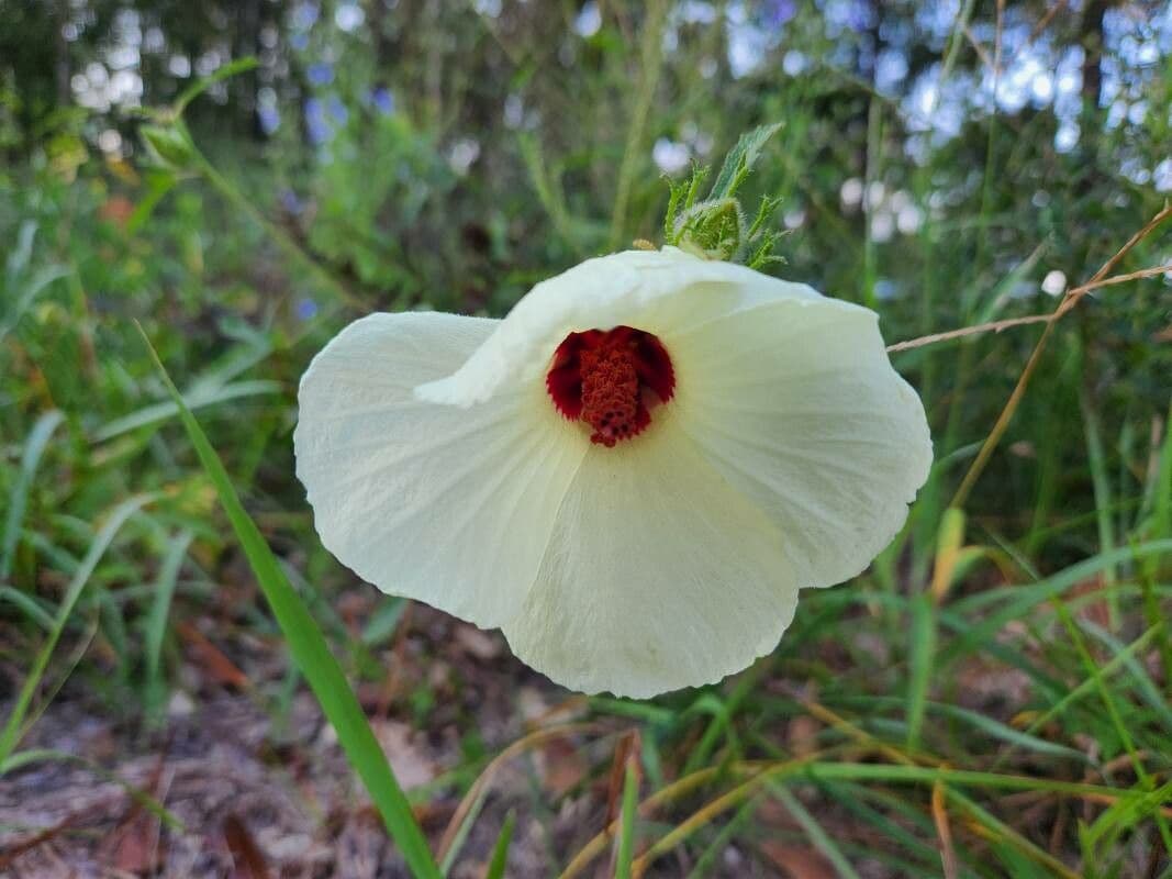 Hibiscus à aiguillons 7