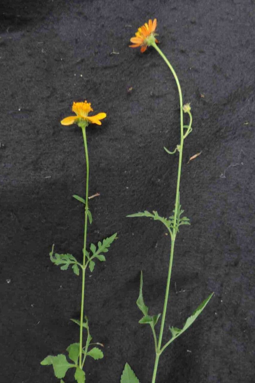 Bidens 5