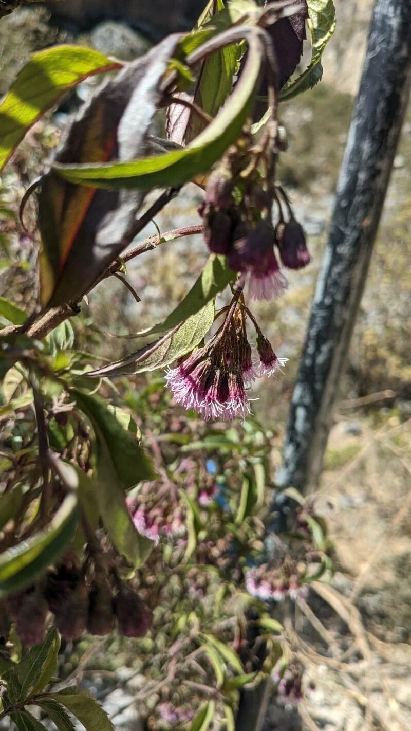 Chromolaena 2