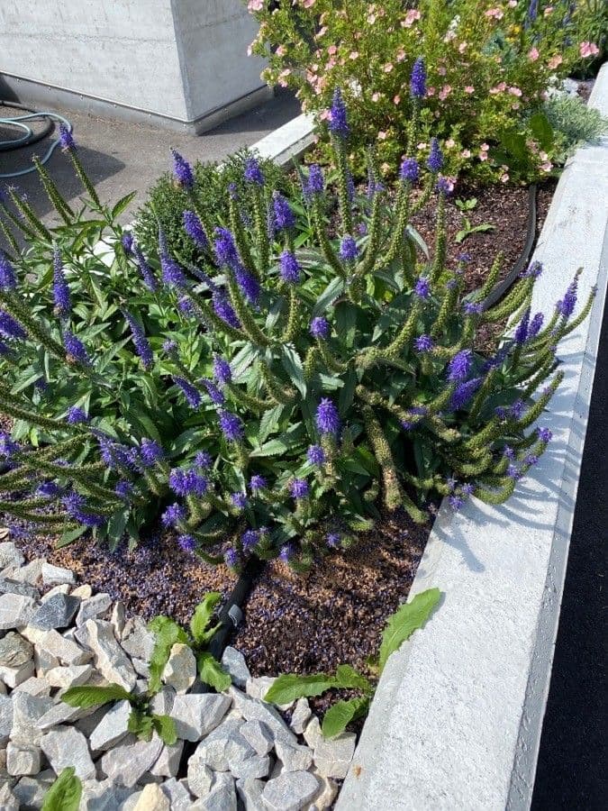 Veronica spigata 14