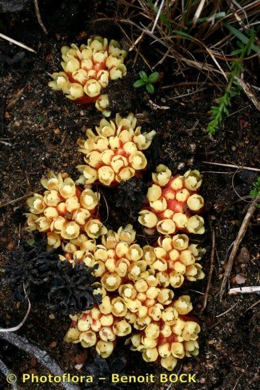 Cytinus hypocistis 25
