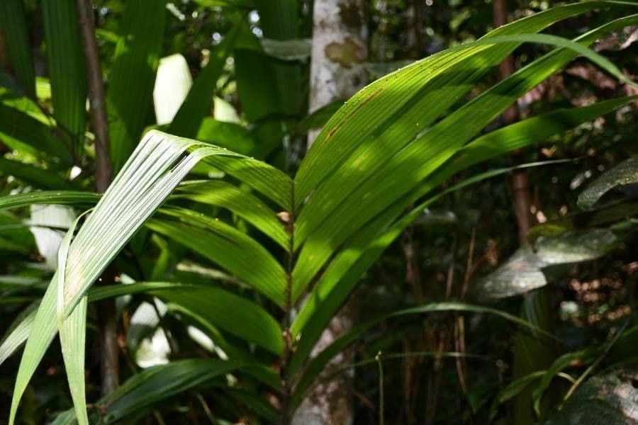Ubim-Palme 13