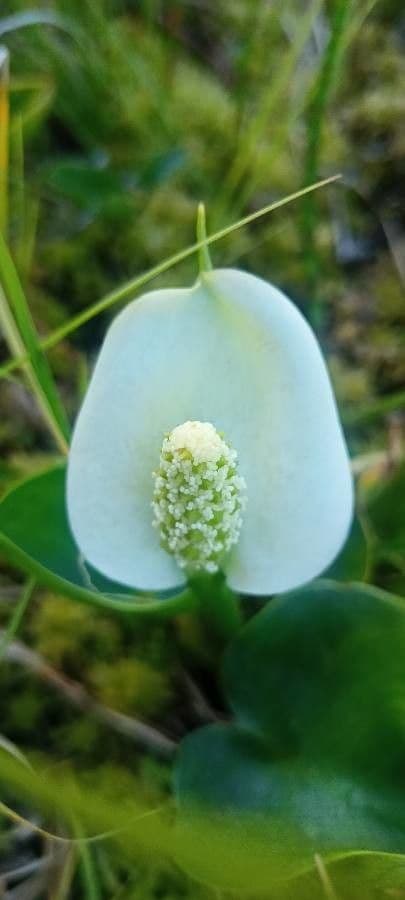 Calla di palude 6