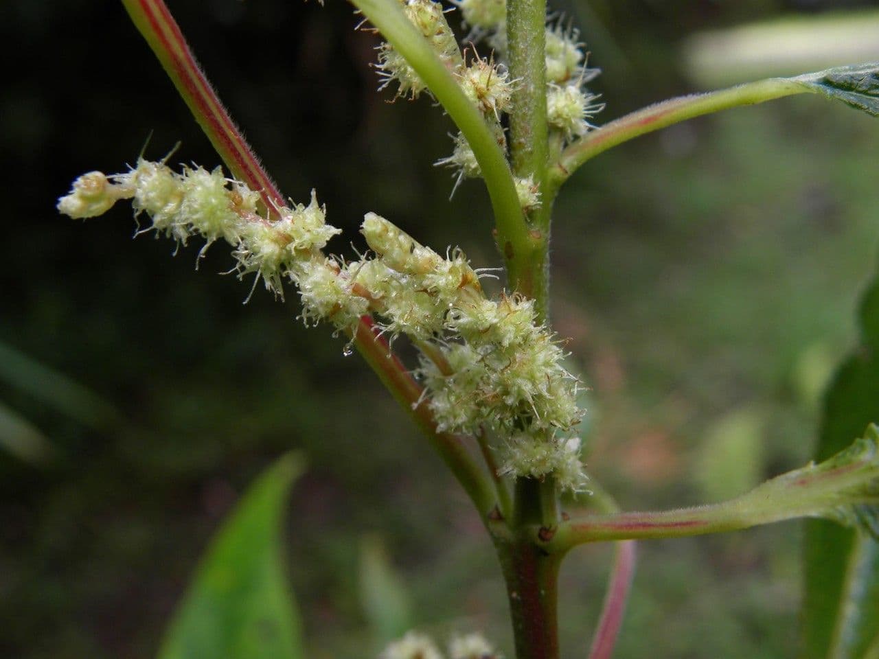Ortica falsa pendula 9
