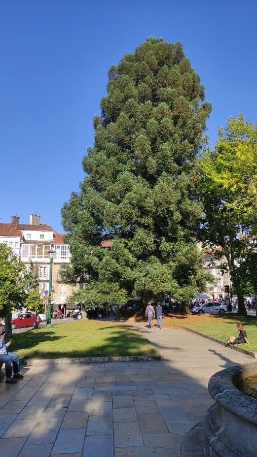 Sequoia sempreverde 24