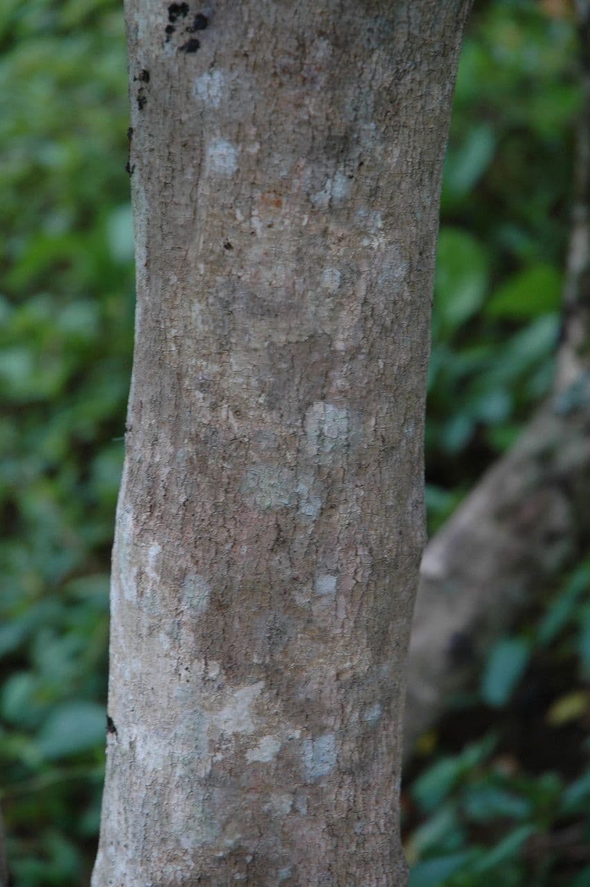 Psydrax odorata 11