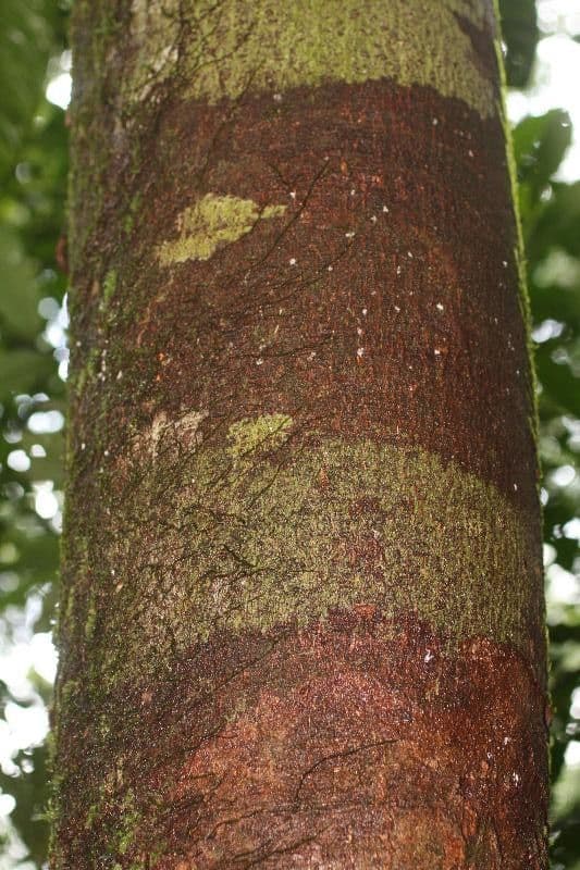 Apeiba 9