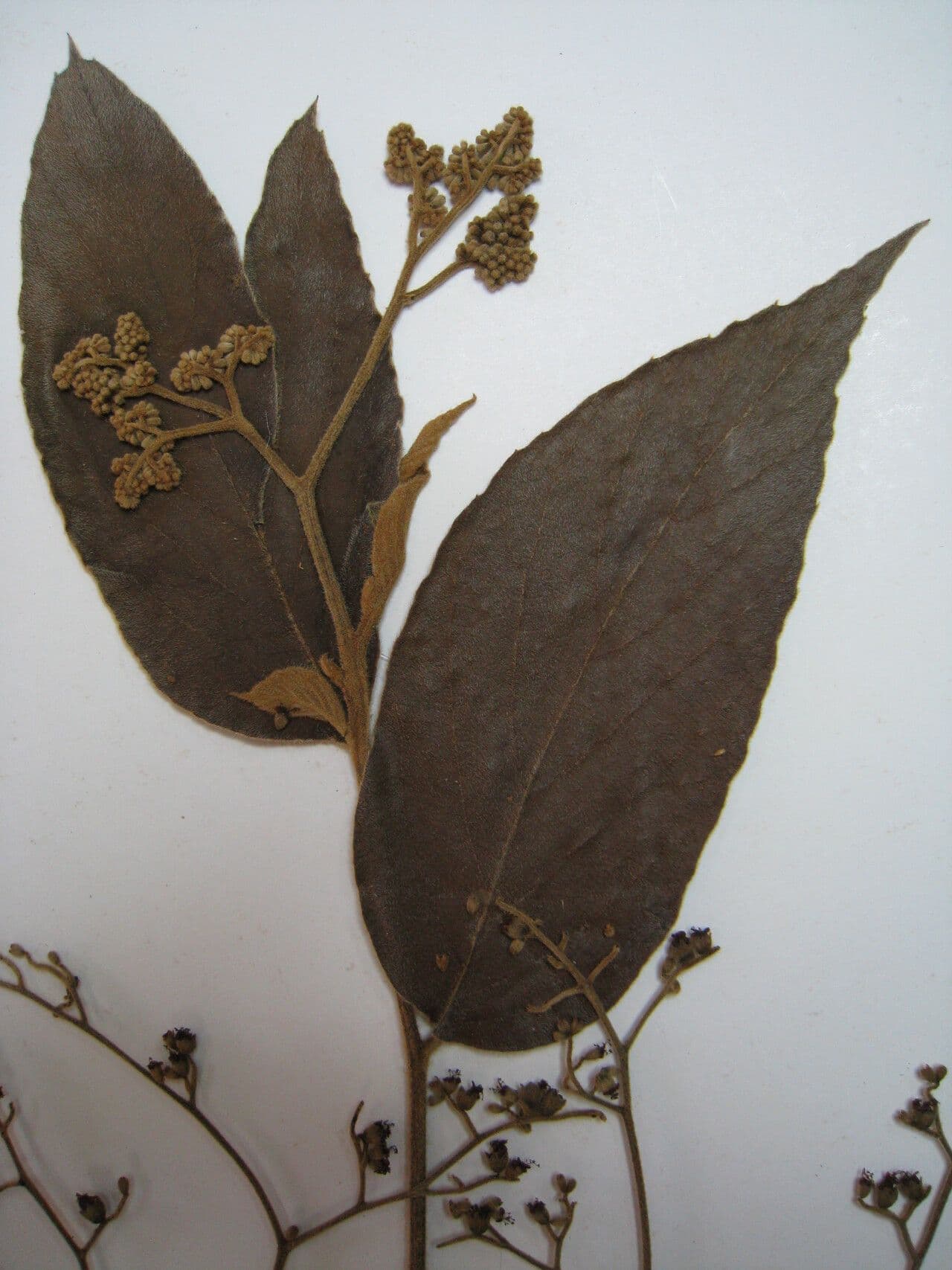 Cordia 2
