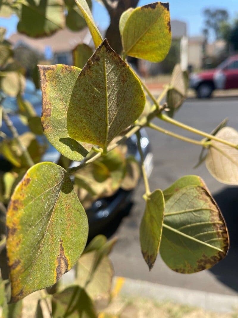 Erythrina 19