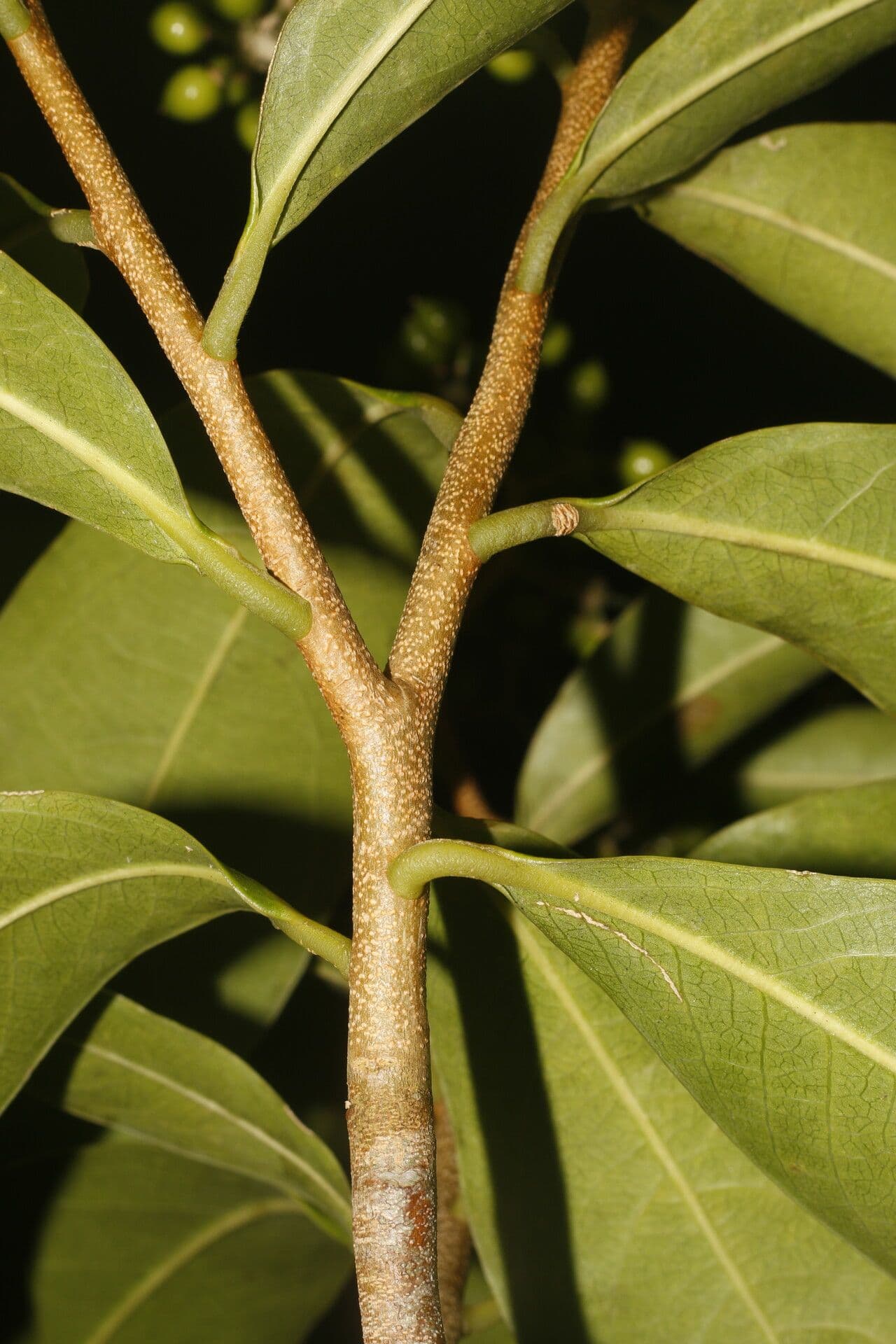 Daphnopsis americana 20