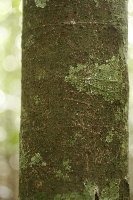 Pourouma 6
