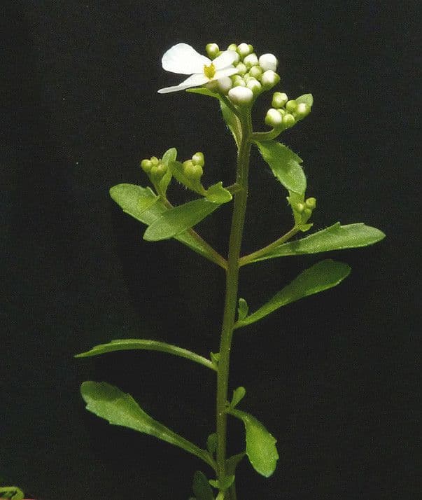 Iberka 25