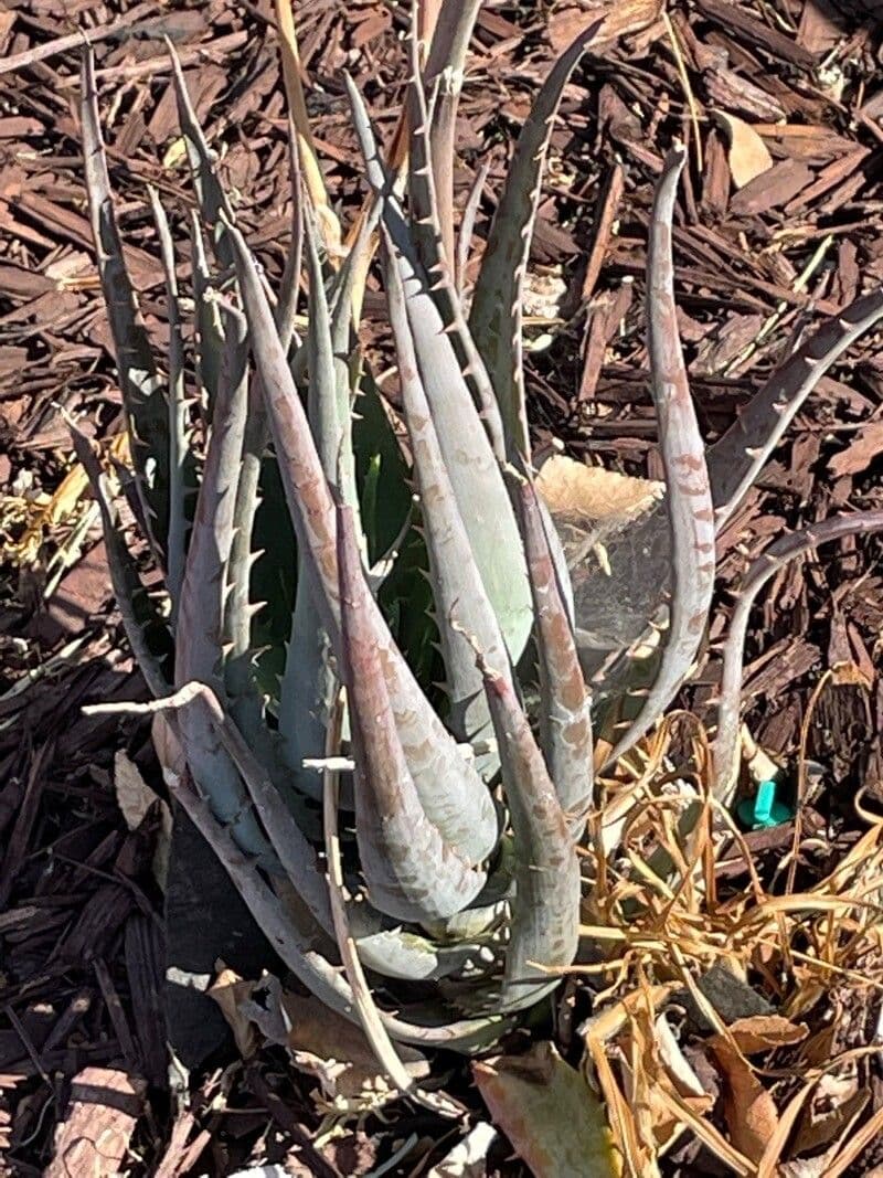 Aloe 3