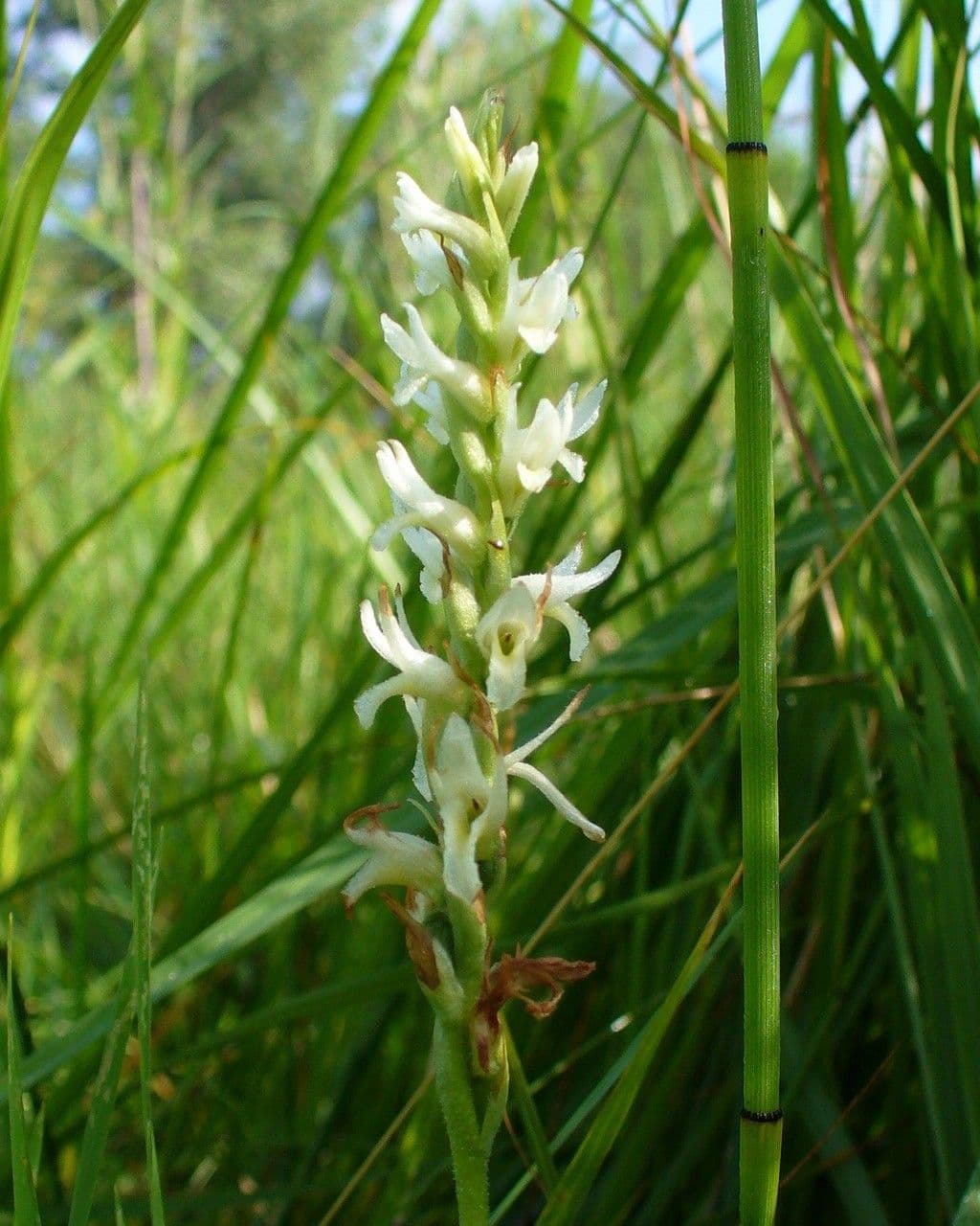 Ute-Mädchenzöpfe 3