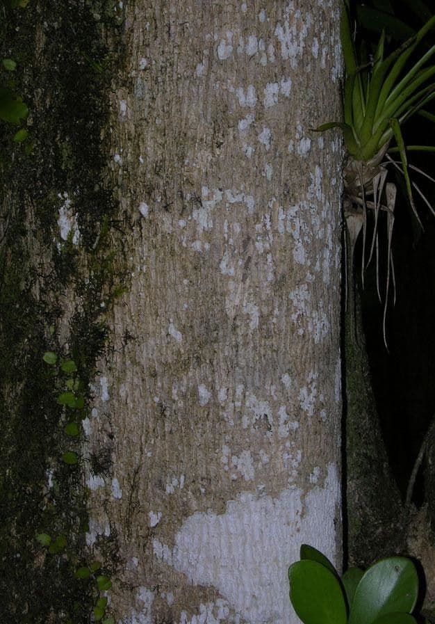 Gmelina arborea 22
