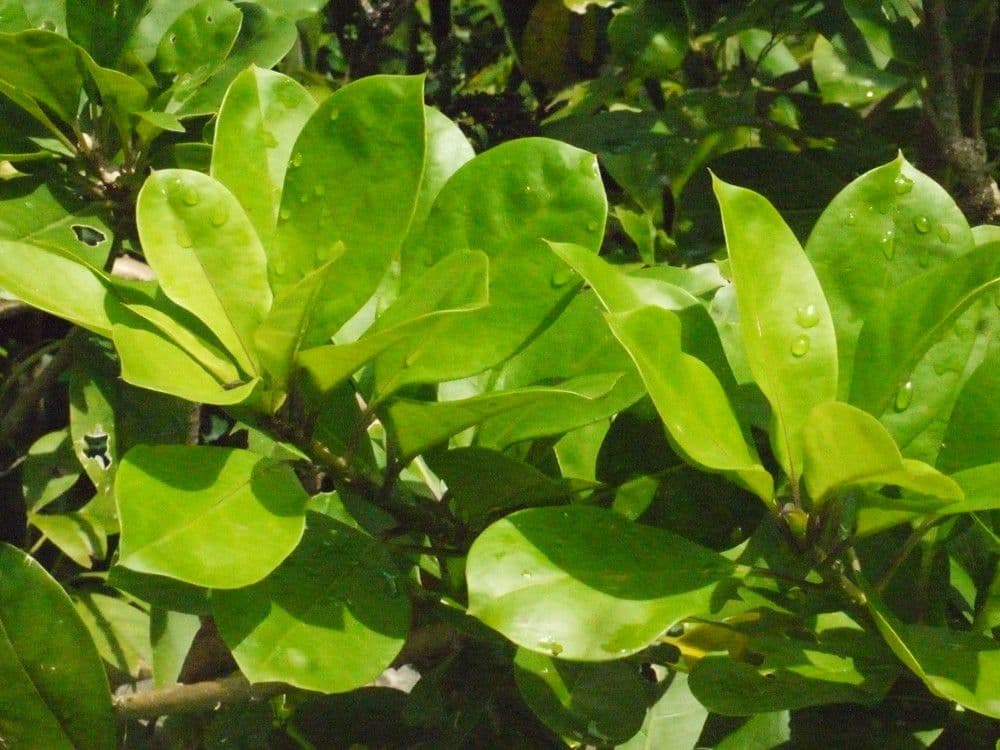 Solandra grandiflora 20