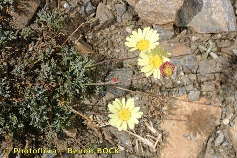 Leucanthemopsis 9