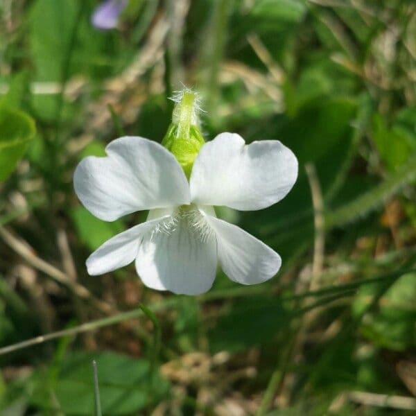 Viola pallida 5