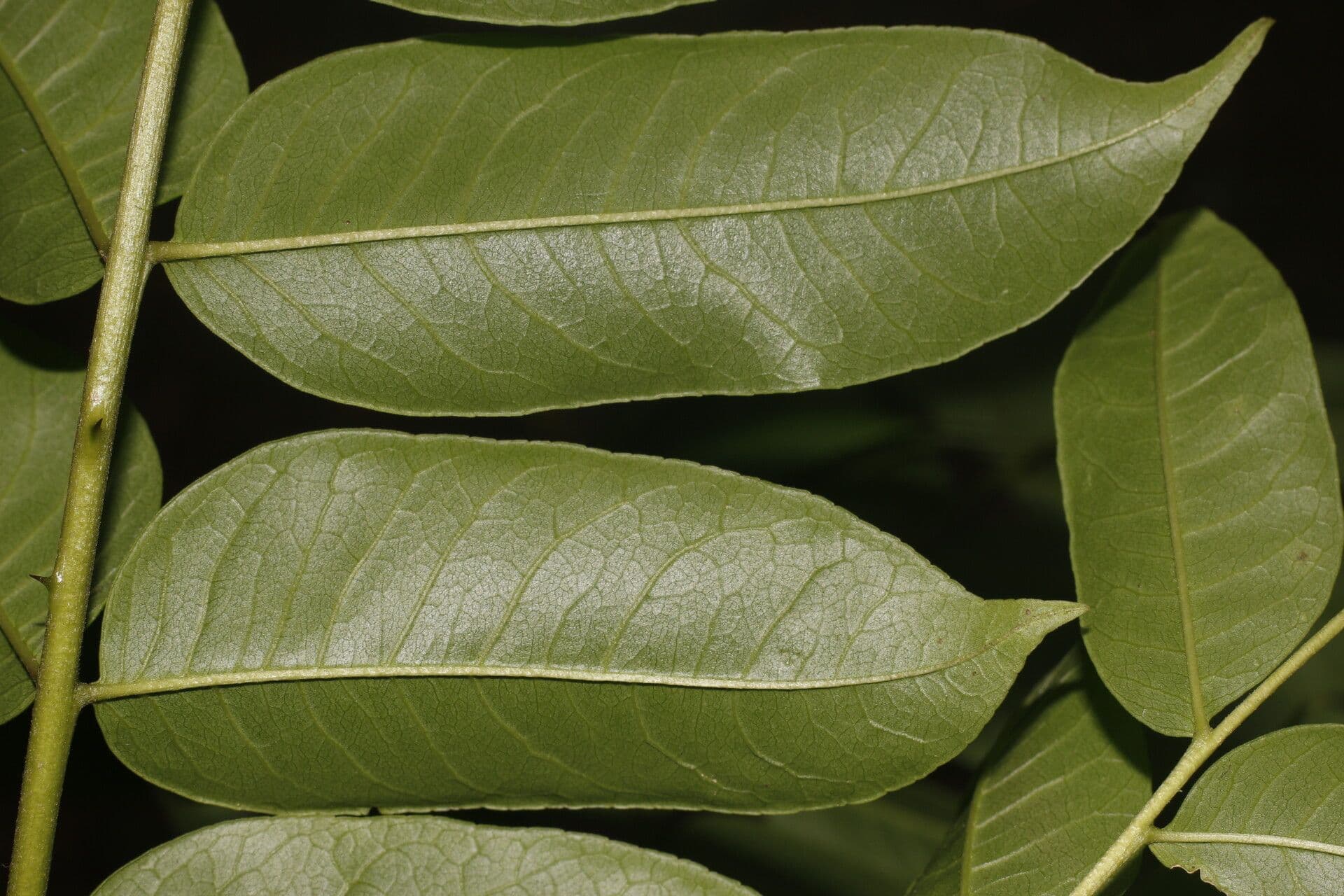 Zanthoxylum 2