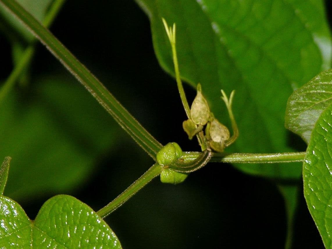 Amphilophium paniculato 2