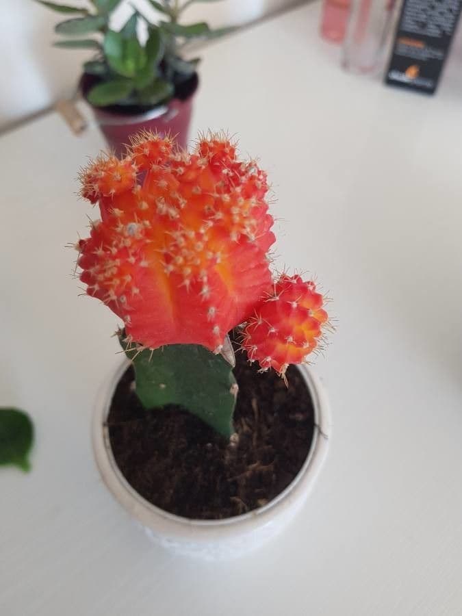Cactus lunare 22