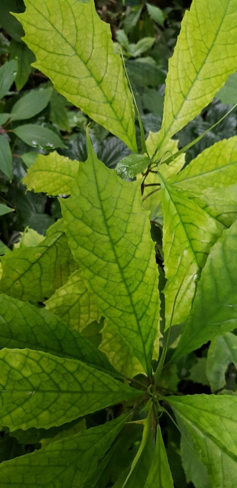 Dorstenia 5