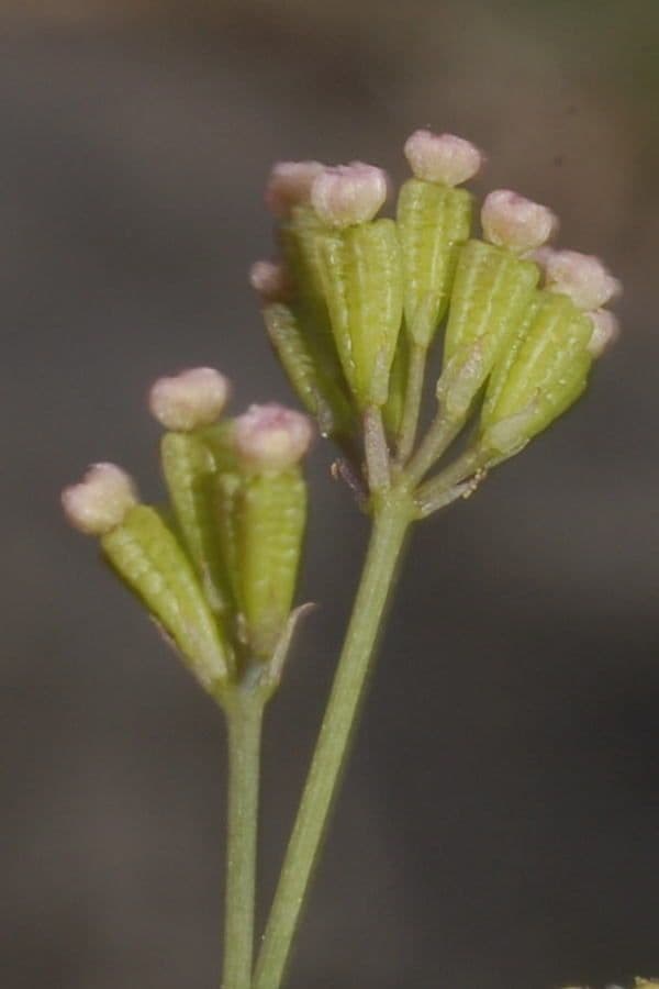 Boerhavia erecta 3