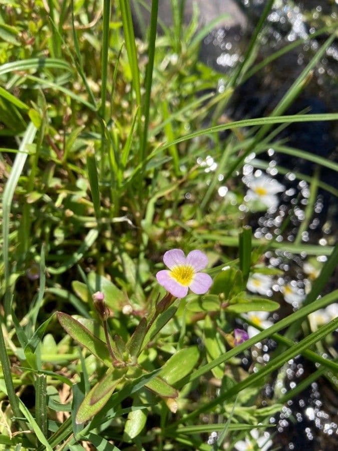Leinblättrige Gratiola