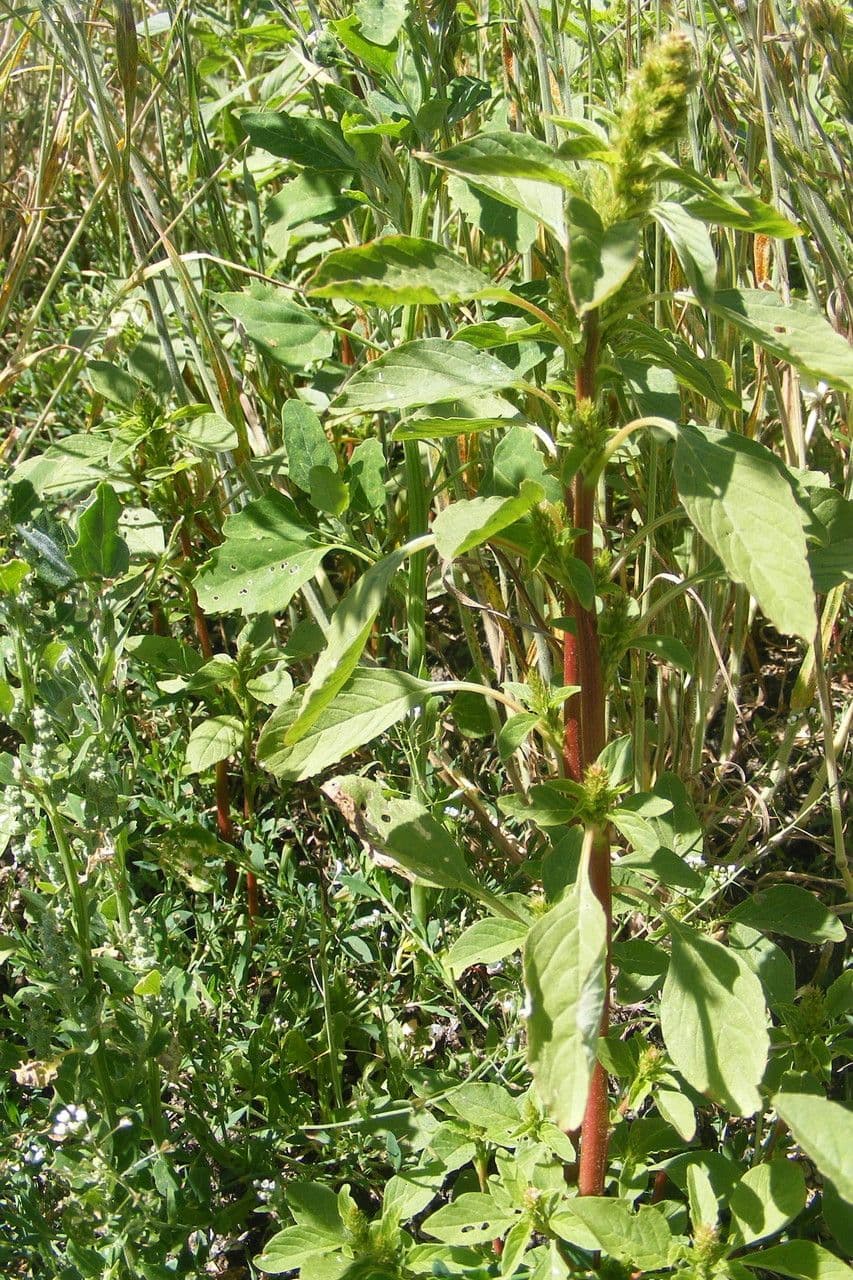 Amaranto ibrido 11