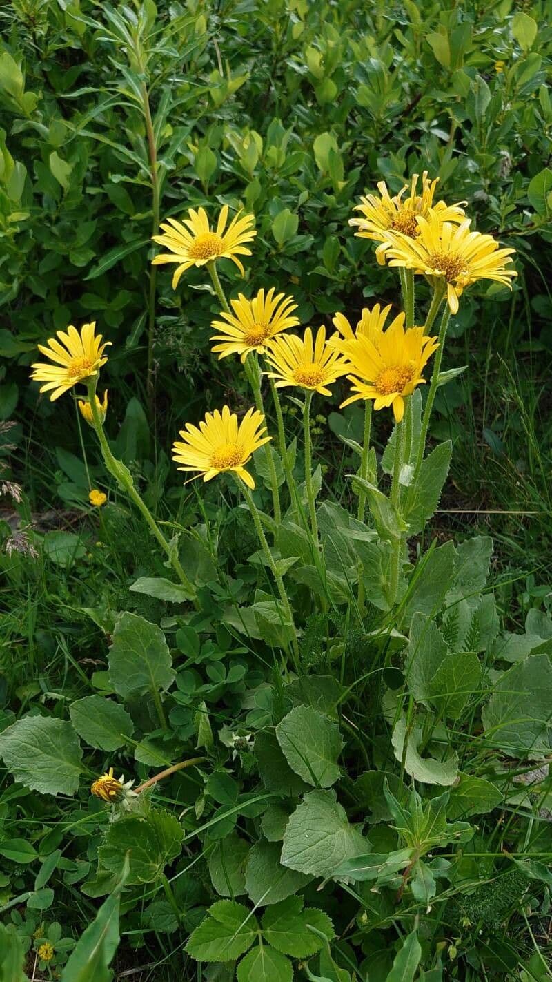 Plantain-leaf leopard's-bane 9