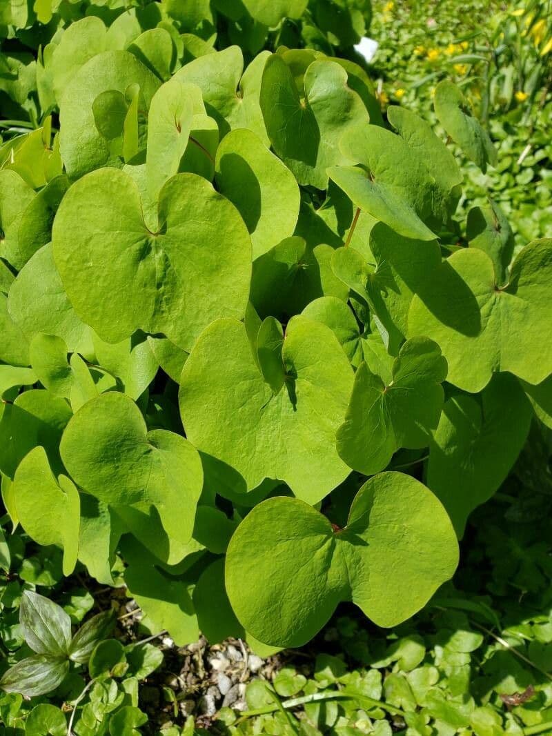 Plagiorhegma dubium 10