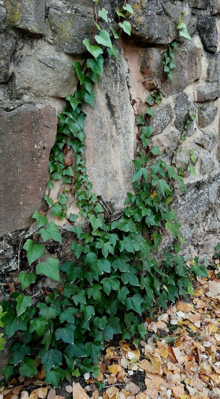 Gemeiner Efeu 14