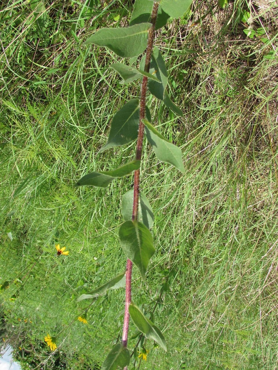 Raues Silphium 13