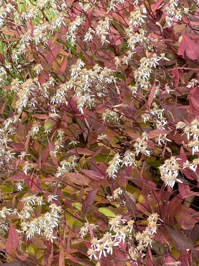 Aster divariqué 6