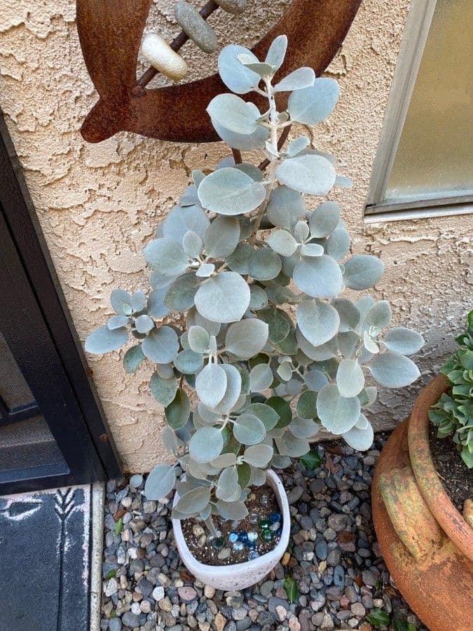 Kalanchoe
