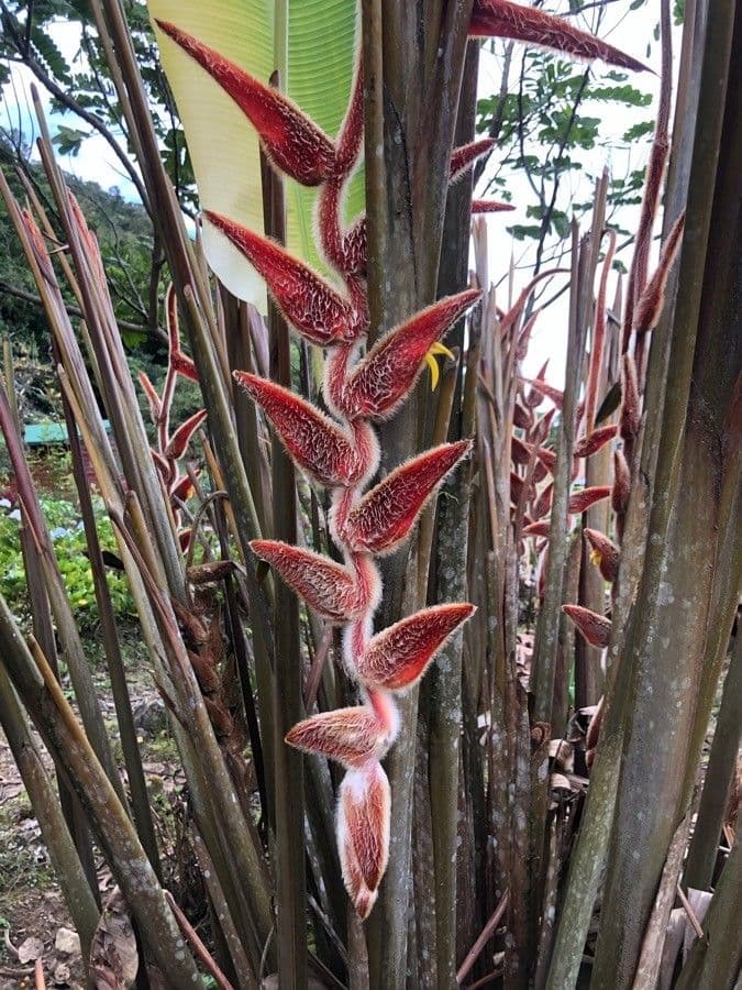 Heliconia 2
