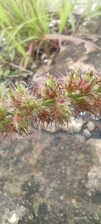Echinolaena inflexa 4