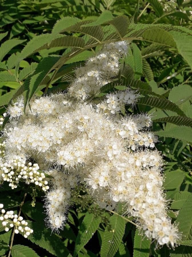 Sorbaria 9