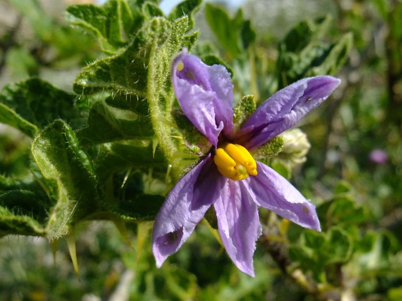 Solanum 6