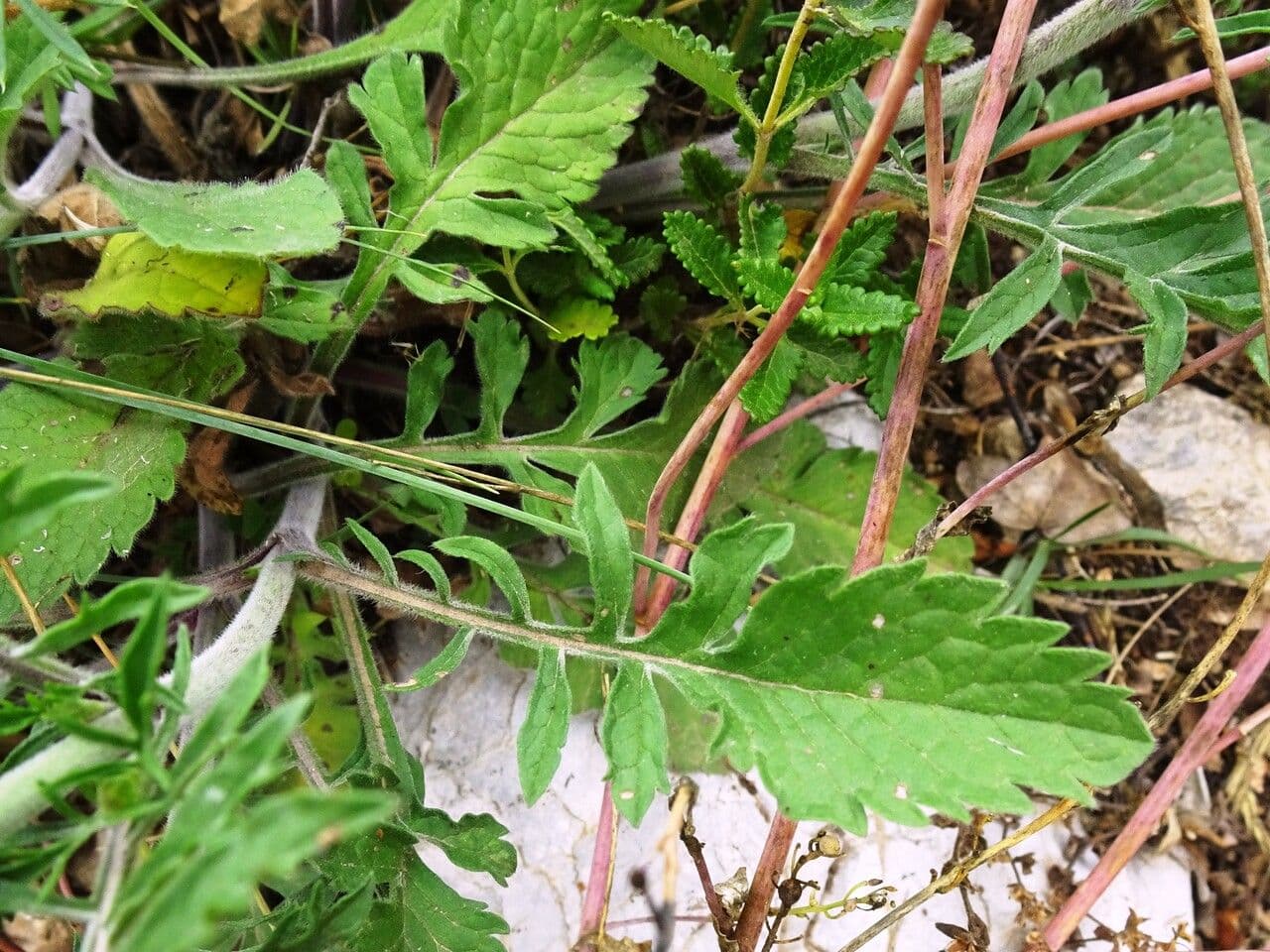 Vedovina cinerea 20