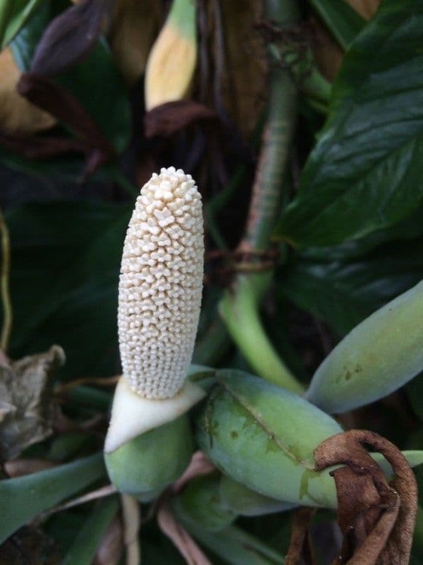 Syngonium 5