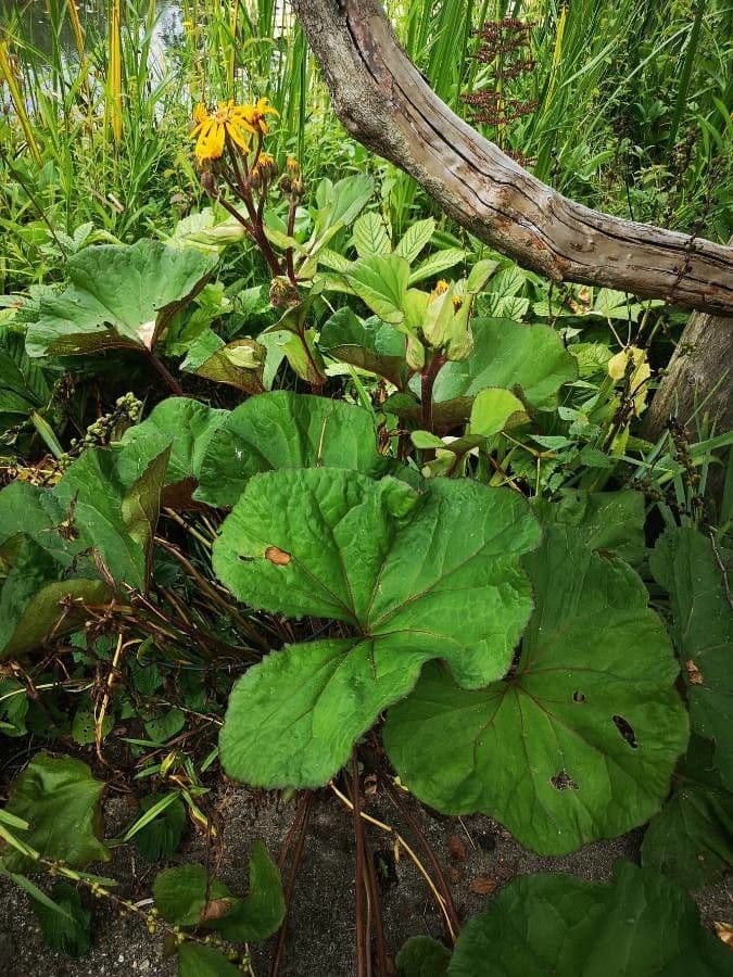 Ligularia dentata 10