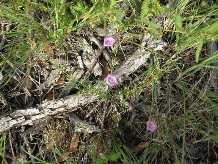 Ipomoea capillacea 8