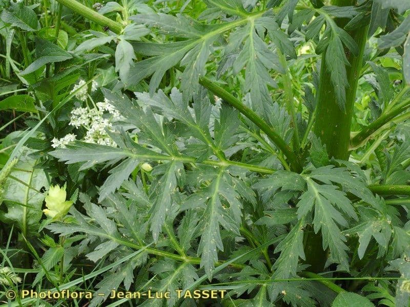 Pleurospermum austriaco 19