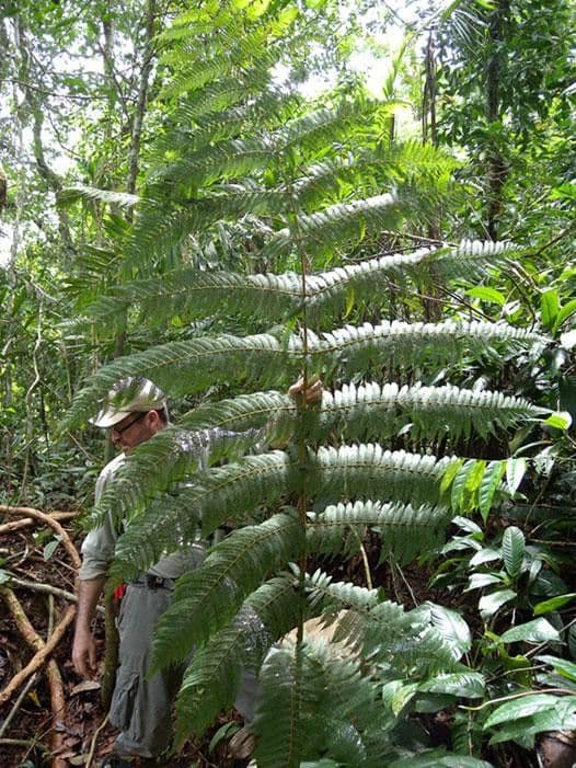 Cyathea bicrenata 11