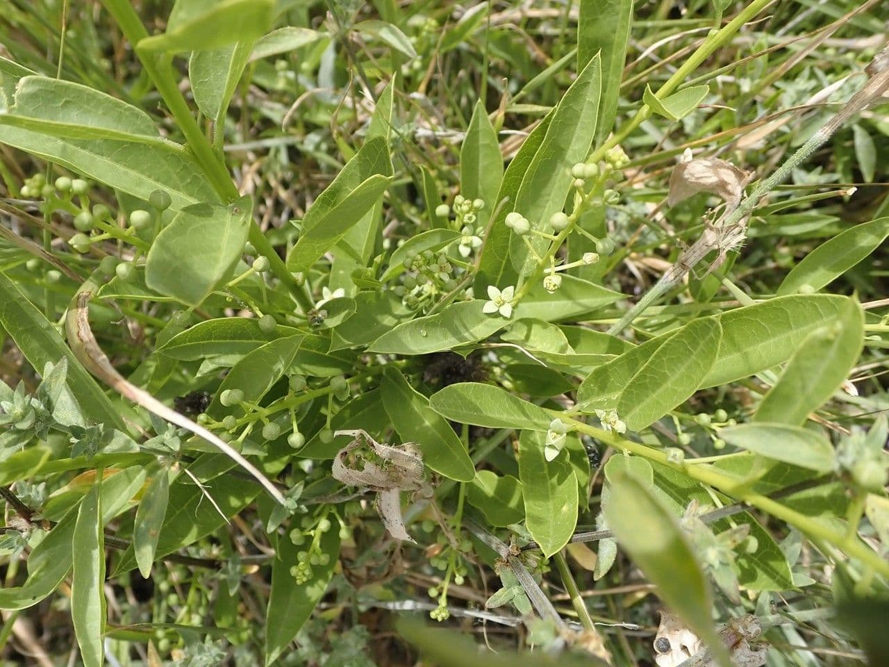 Boscia 20